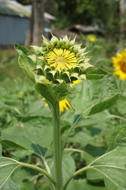 Foto un girasol con el sol brillando sobre él