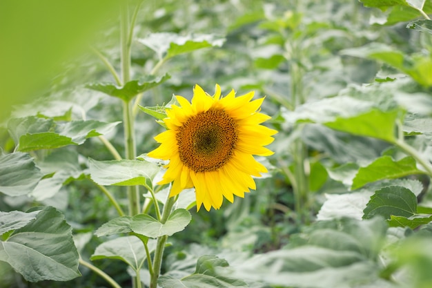 Girasol solitario en el campo, el concepto de desarrollo agrícola, no girasol maduro