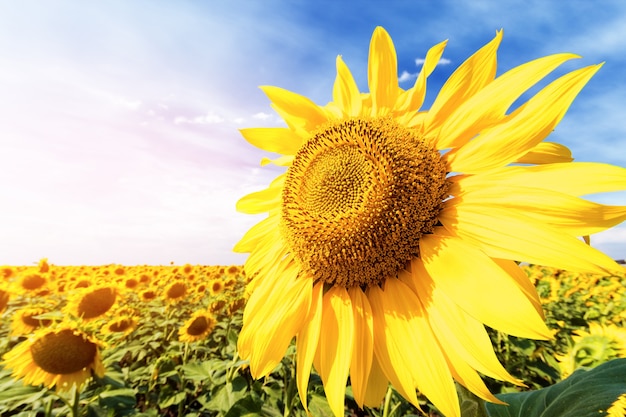 Girasol solitario en puesta de sol colorida sin embargo la profundidad de campo