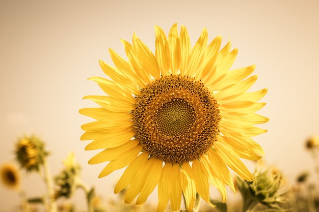 Girasol de la vendimia