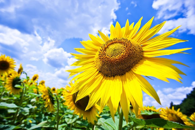 girasol de verano en el campo contra el cielo azul