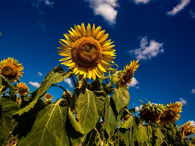 Girasol, en, verano, fondo., Enfoque selectivo., Girasoles, campo, fondo., Cerca, de, girasol, textura