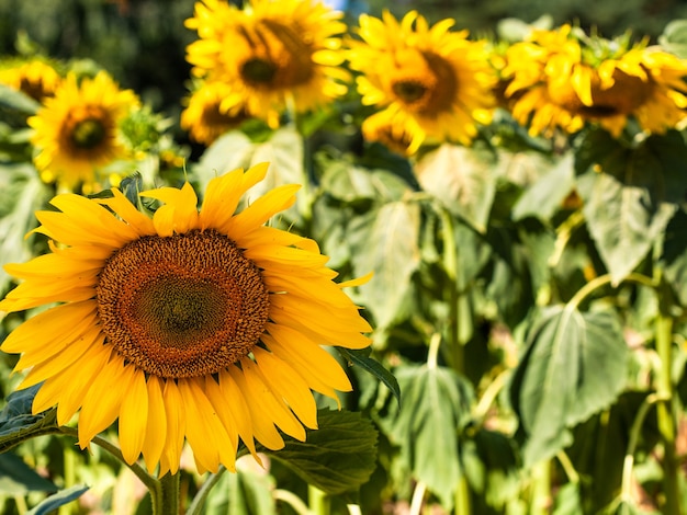 Girasol, en, verano, fondo., Enfoque selectivo., Girasoles, campo, fondo., Cerca, de, girasol, textura