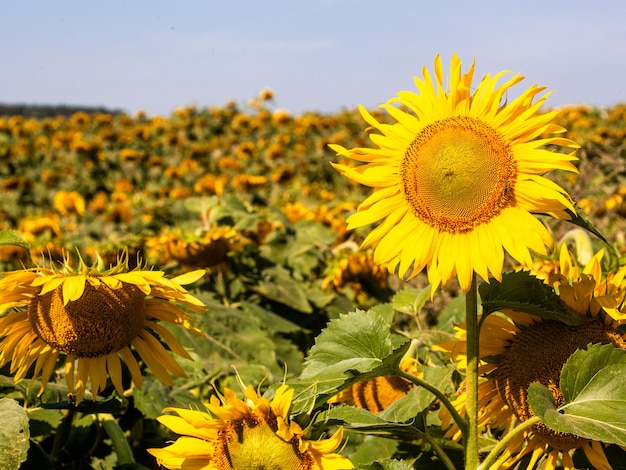 Girasol, en, verano, fondo., Enfoque selectivo., Girasoles, campo, fondo., Cerca, de, girasol, textura