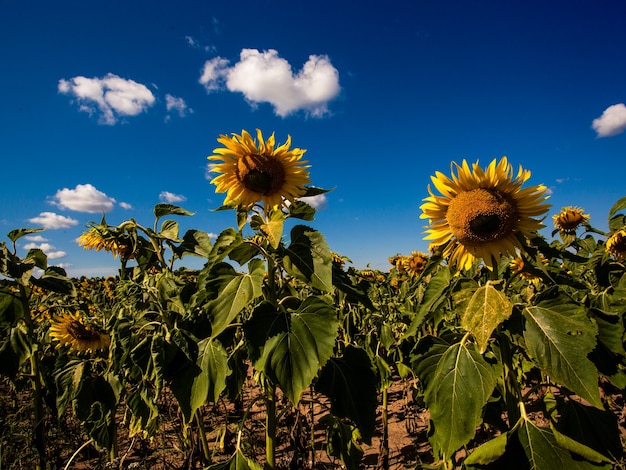 Girasol, en, verano, fondo., Enfoque selectivo., Girasoles, campo, fondo., Cerca, de, girasol, textura