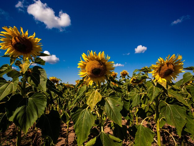 Girasol, en, verano, fondo., Enfoque selectivo., Girasoles, campo, fondo., Cerca, de, girasol, textura