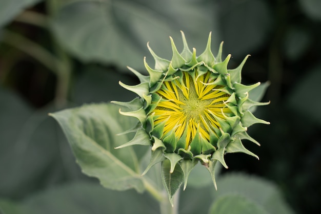 Girasol verde