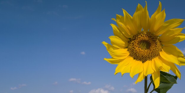 Girasol en el viento contra el cielo en un día soleado