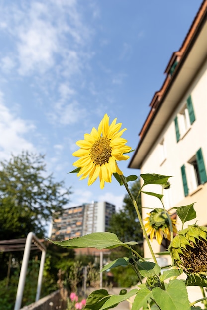 Girasol en zona residencial en un día soleado