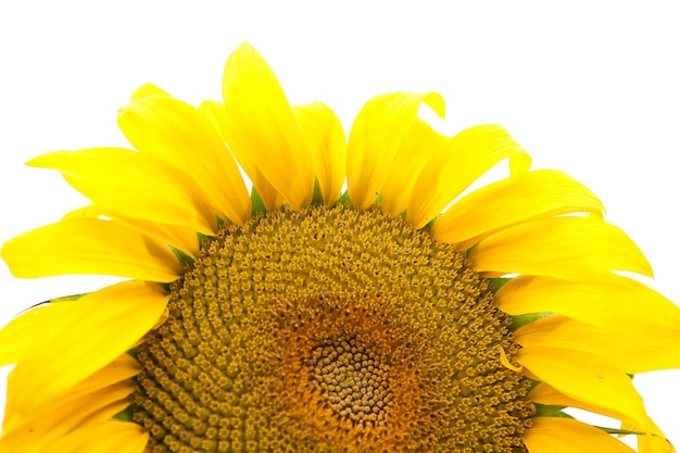 Girasol