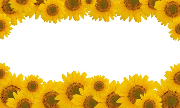 Girasol