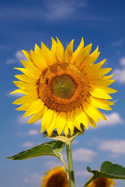 Girasol