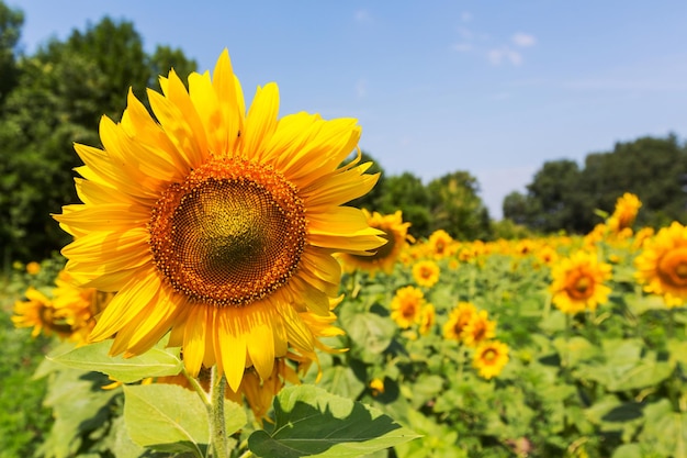 Girasol