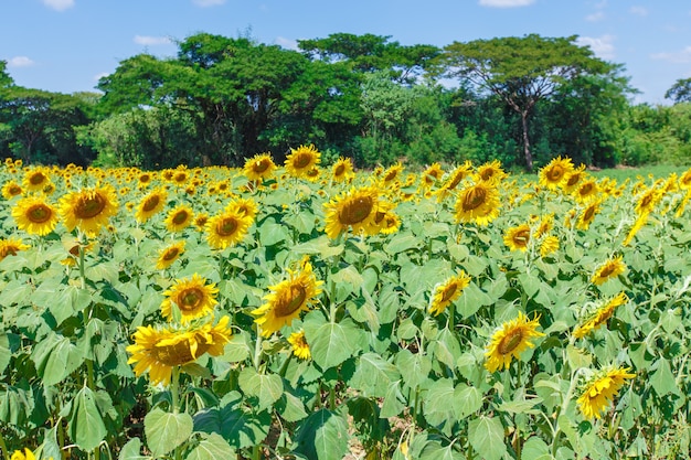 Girasol