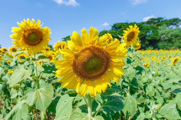 Girasol