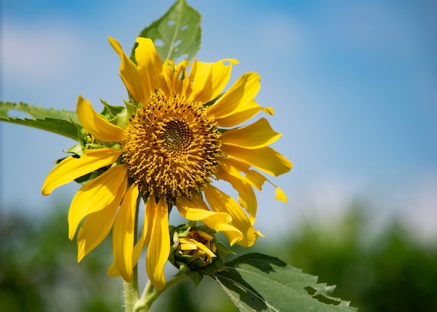 Girasol.