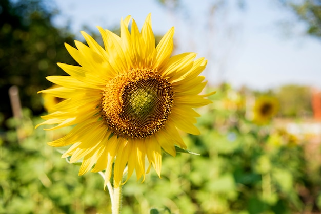 Girasol.