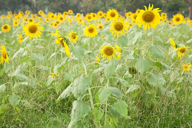 Girasol