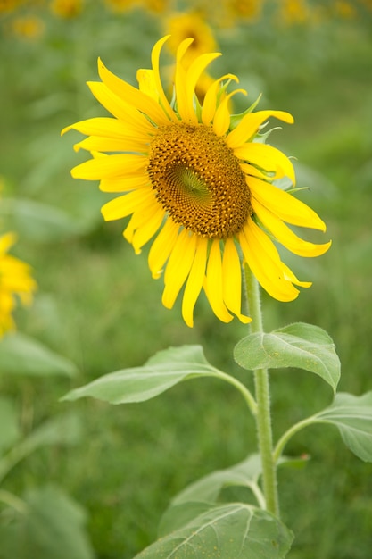 Girasol