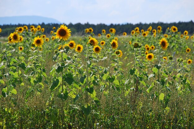 Girasol