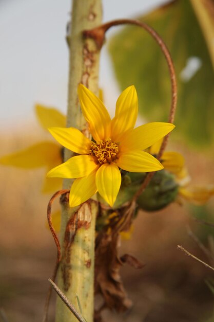 Girasol