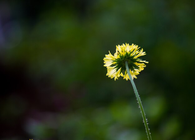 Girasol