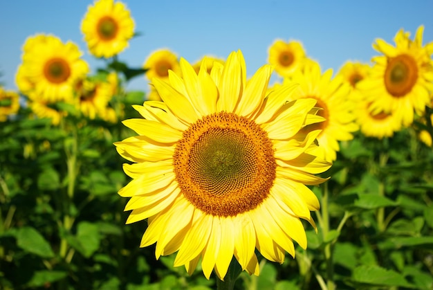 Girasol