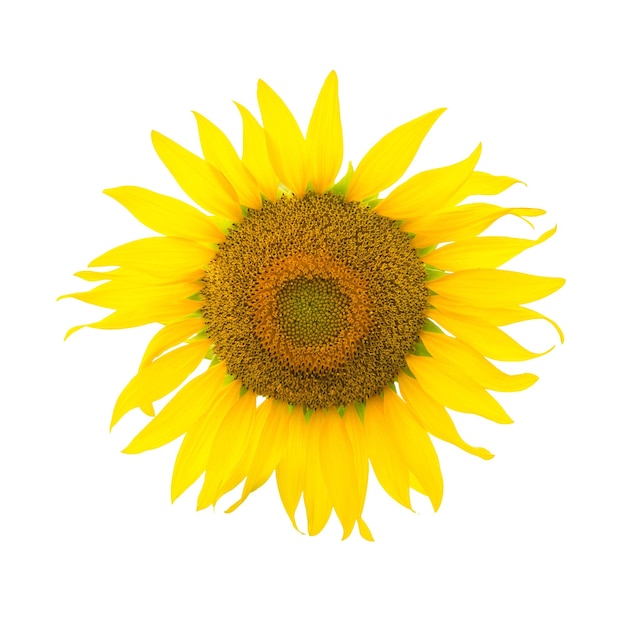 Girasol