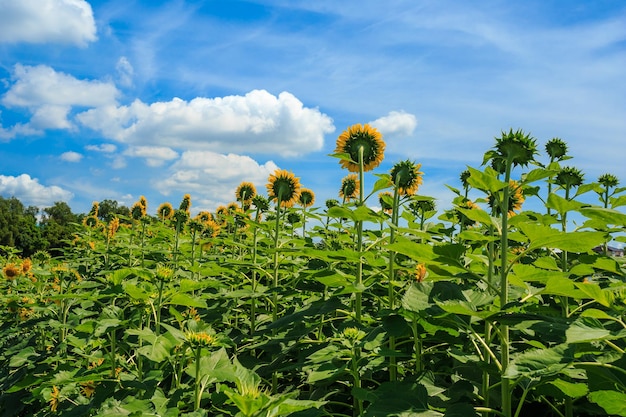 Girasoles con abeja y cielo azul.