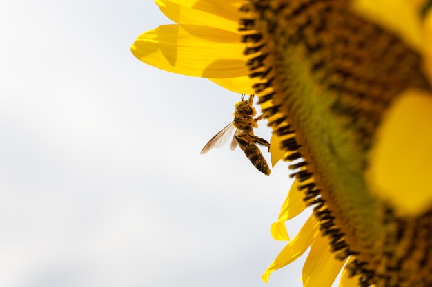 Girasoles con abeja