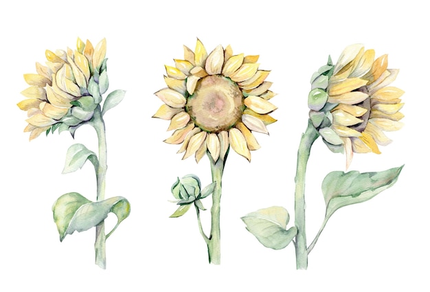 Girasoles Acuarela