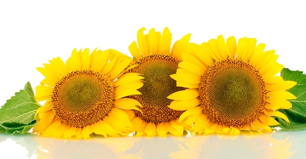 Girasoles aislados en blanco