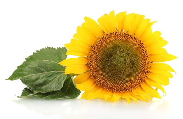 Girasoles aislados en blanco