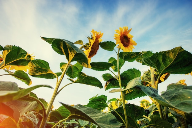 Girasoles al atardecer. Mundo de la belleza. Ucrania. Europa