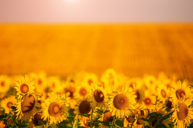 Girasoles al atardecer