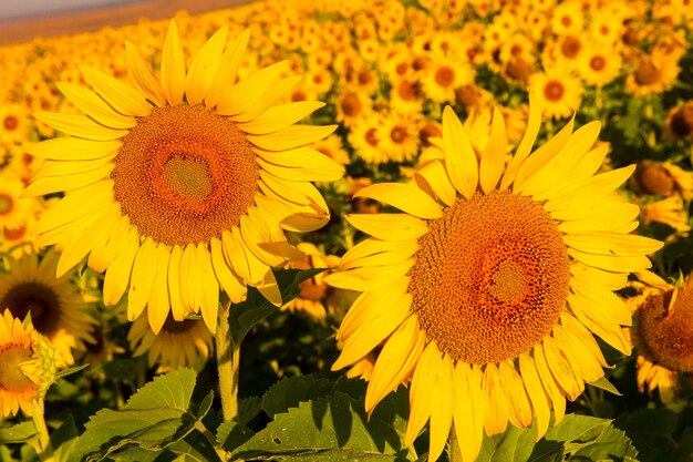 Girasoles al atardecer