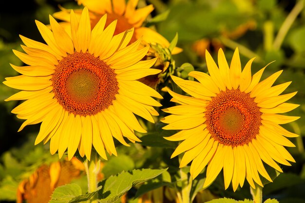 Girasoles al atardecer