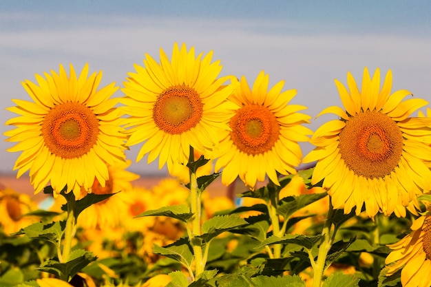 Girasoles al atardecer