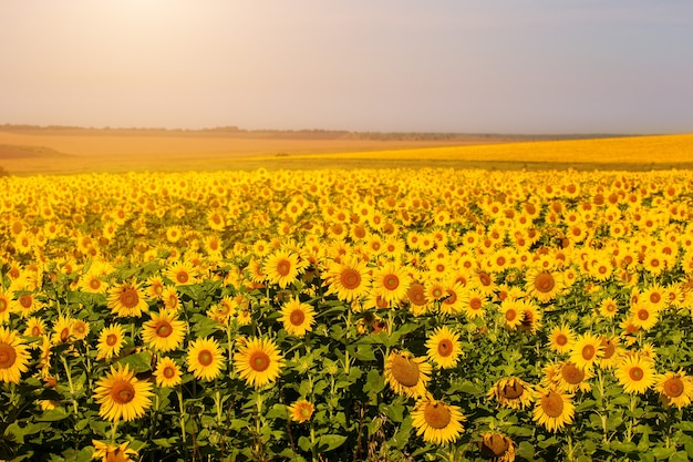 Girasoles al atardecer