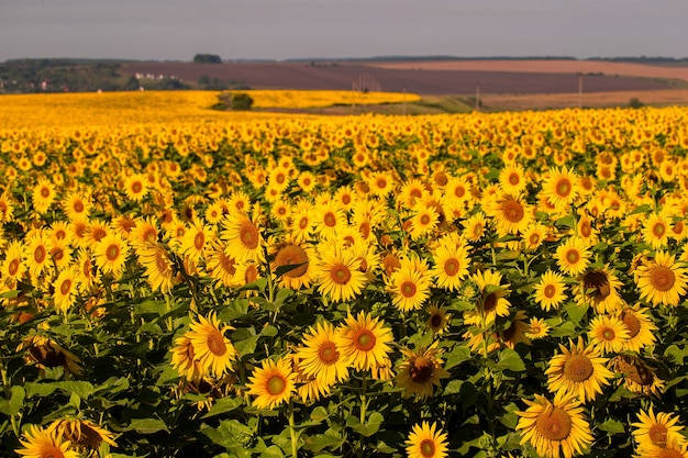 Girasoles al atardecer