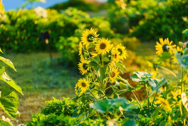 Girasoles amanecer en la mañana