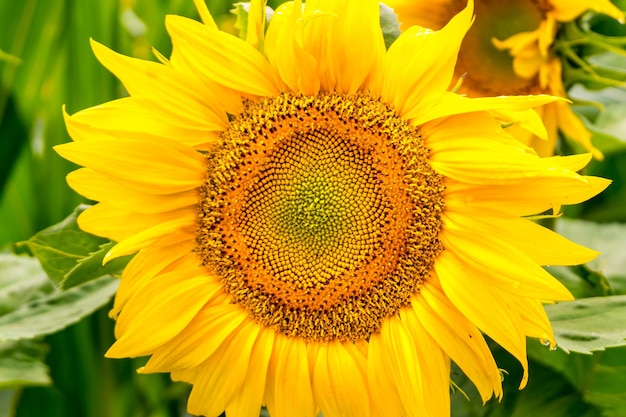 Los girasoles amarillos brillantes en plena floración en el jardín para obtener aceite mejoran la salud de la piel y promueven la regeneración celular