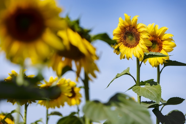 Girasoles amarillos en las camas del jardín bajo el cielo azul