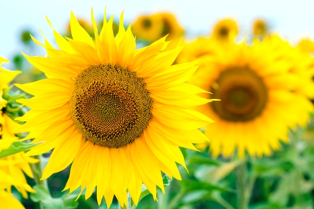 Girasoles amarillos en campo