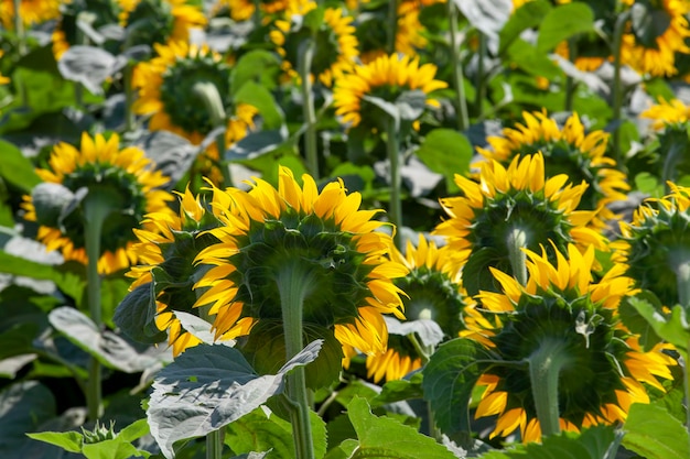 Girasoles amarillos florecientes en la temporada de verano