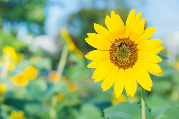 Girasoles amarillos en el fondo del cielo de verano