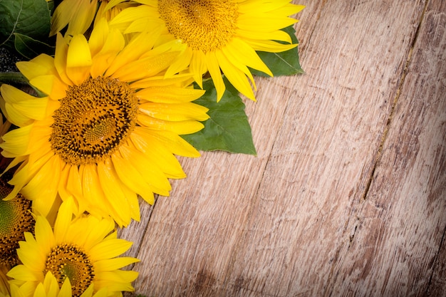 Girasoles amarillos en el fondo