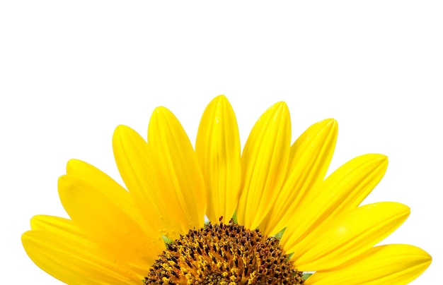 Girasoles amarillos sobre un fondo blanco.