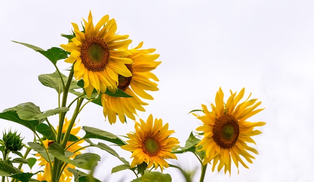 Girasoles amarillos sobre un fondo claro. Cultivo de girasol_