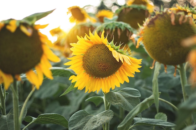 Girasoles amarillos por la tarde contra el cielo azul y la puesta de sol